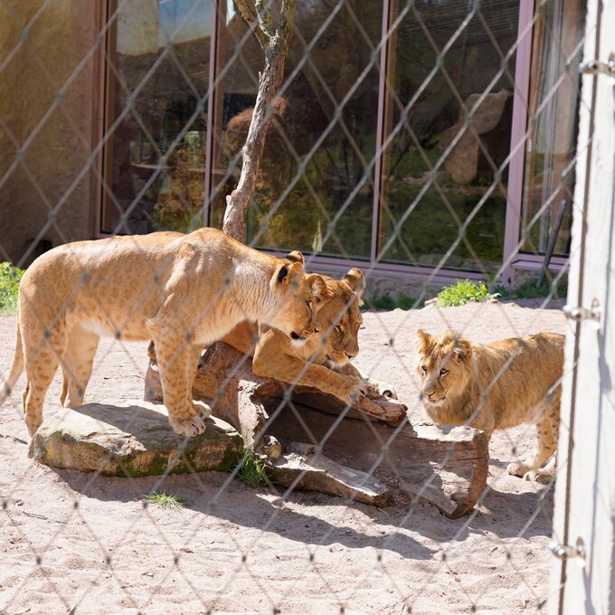 WZV_10_Tierisch_gut_Edelstahl_Rostfrei_im_Zoo_klein.JPG