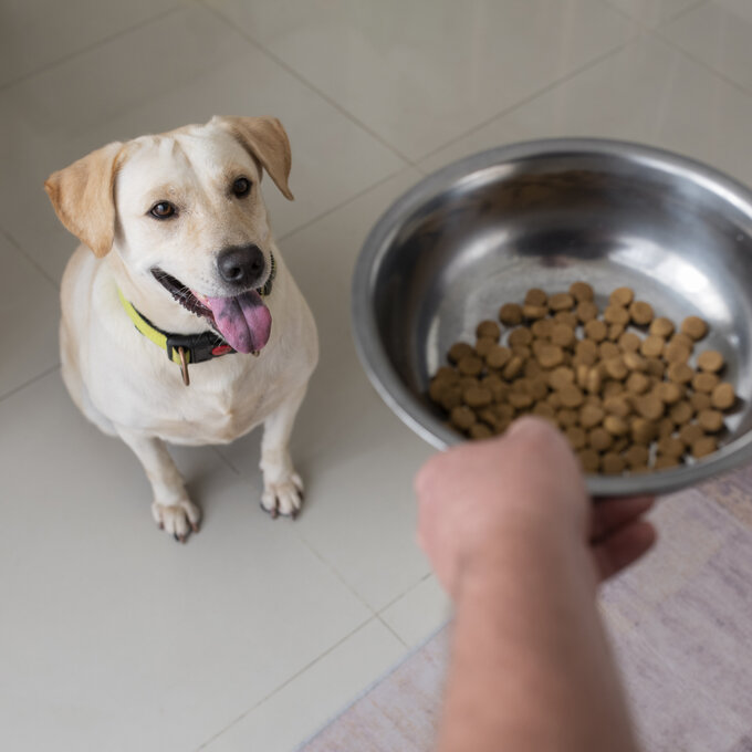 owner-serving-food-in-a-bowl-to-their-pet-dog_Bild_von_freepik.jpg